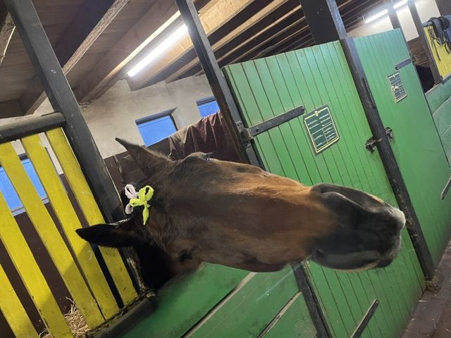 Ein Pony schaut neugierig aus seiner Box