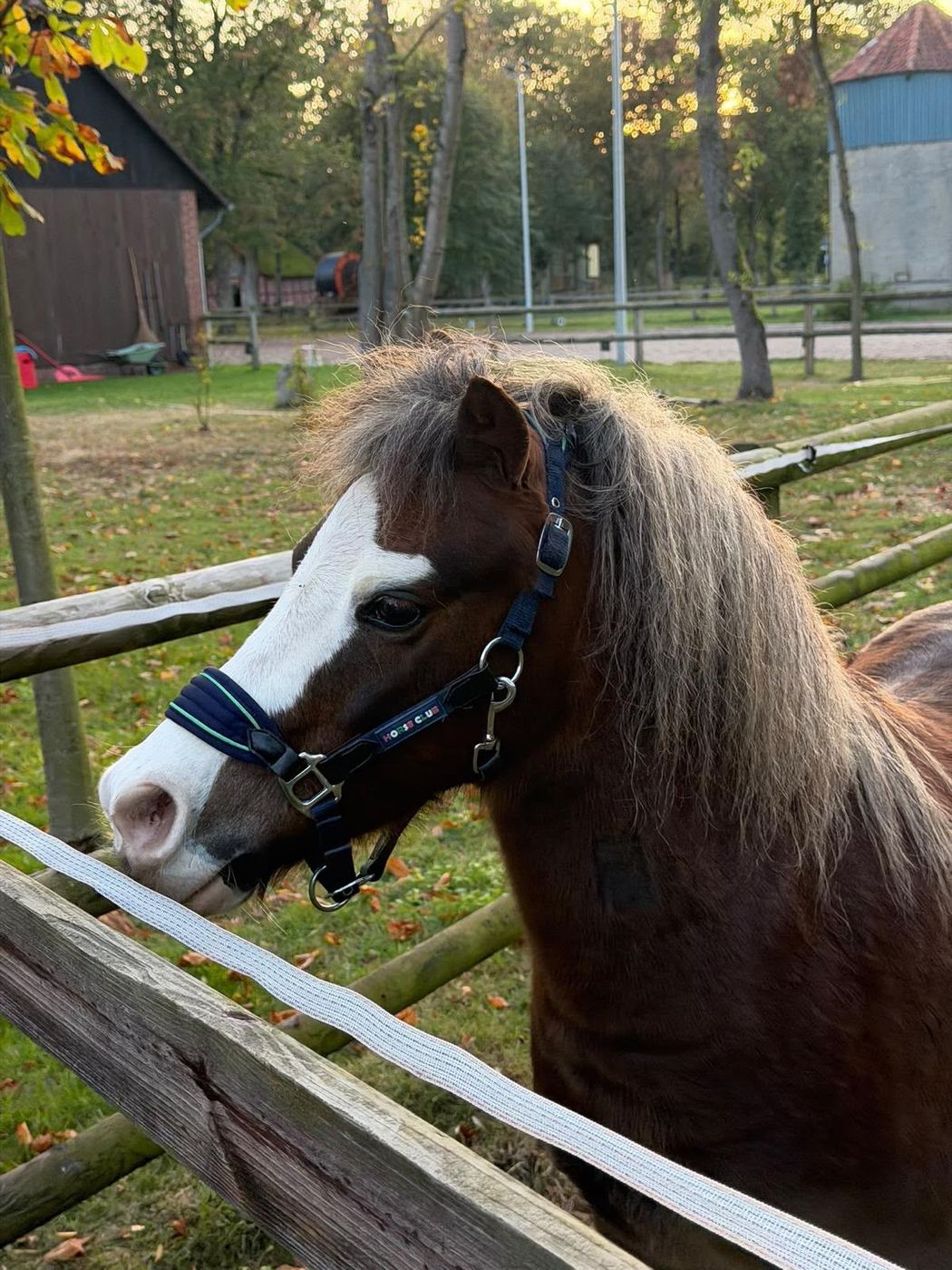 Timothy MOMO, unser Welsh-A-Pony mit breiter Blesse und silberner Mähne, am Weidezaun