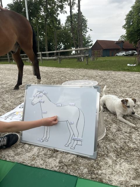 Der Hofhund liegt entspannt neben einer Tafel mit einem gemalten Pony