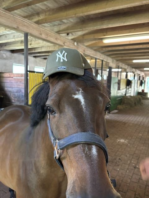 Ein Pony mit Basecap in der Stallgasse