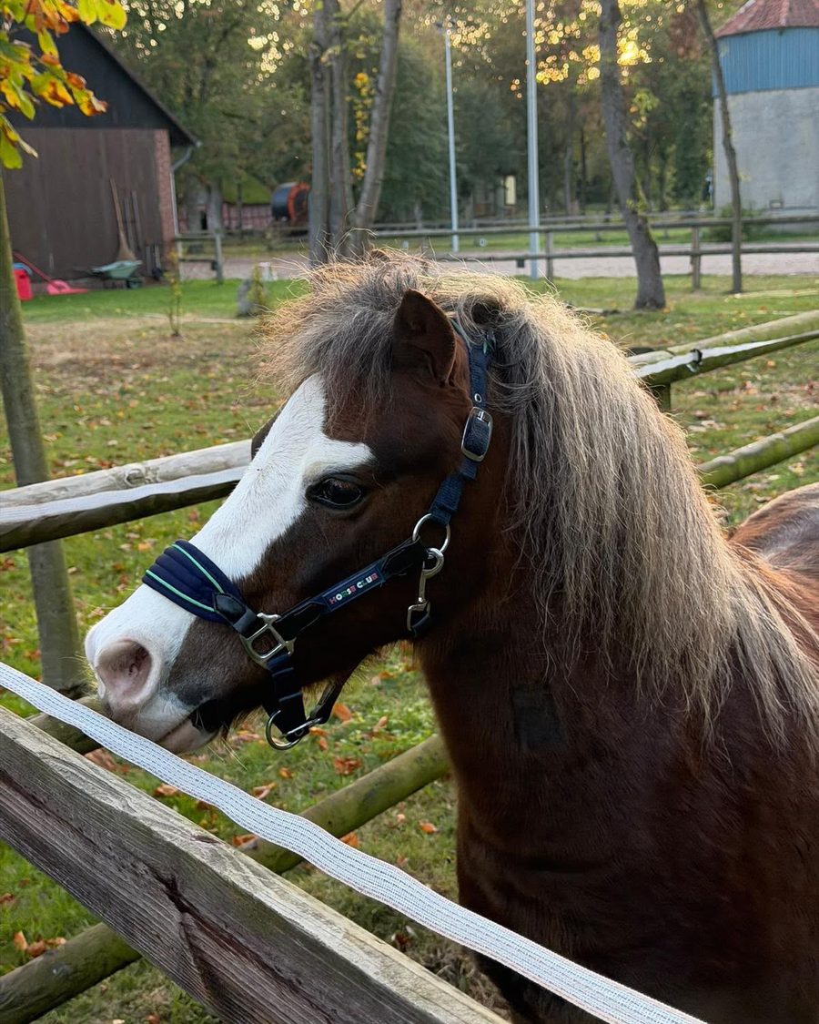 Timothy MOMO, ein Welsh-A-Pony mit breiter Blesse und silberner Mähne, schaut über den Weidezaun