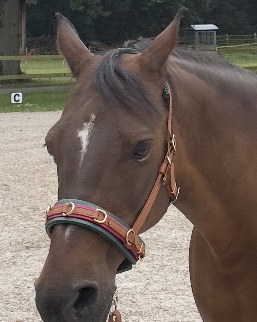 Stern, ein braunes Deutsches Reitpony mit weißem Stern auf der Stirn und rotem Halfter