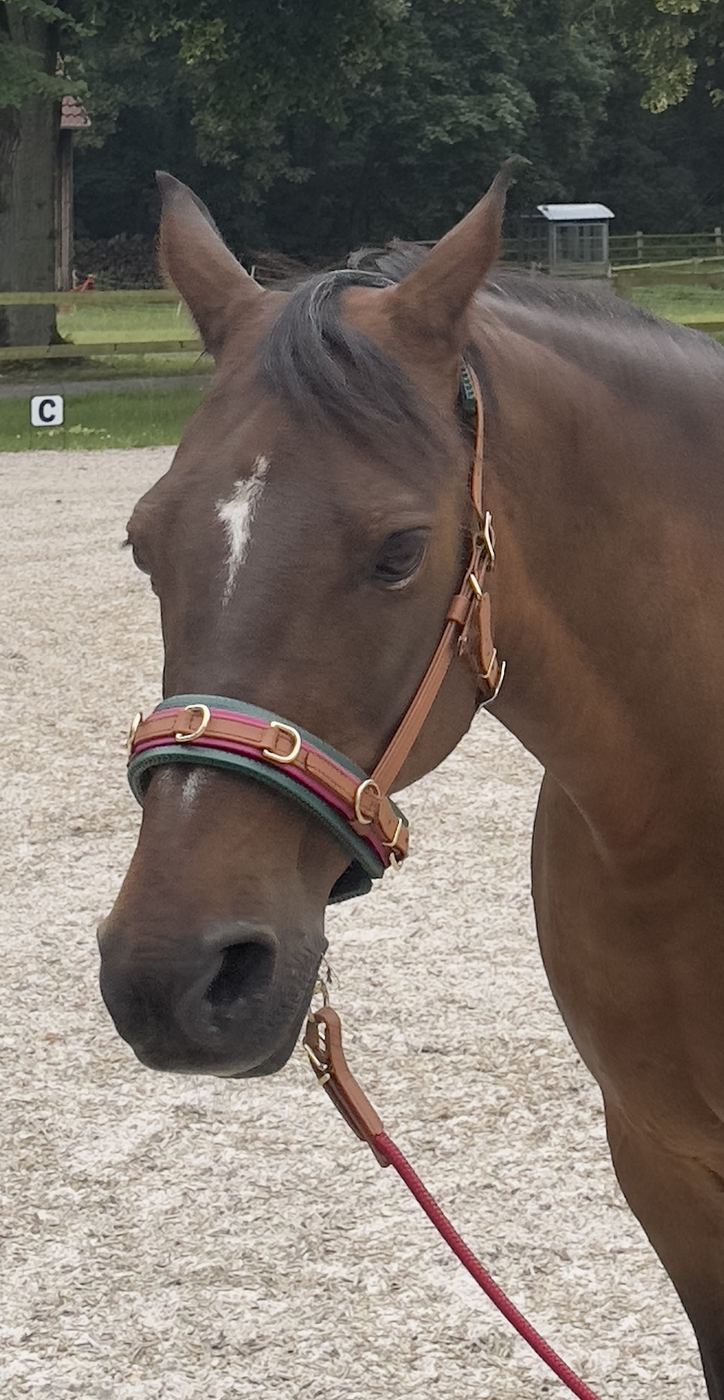 Stern, unser Deutsches Reitpony, mit rotem Halfter