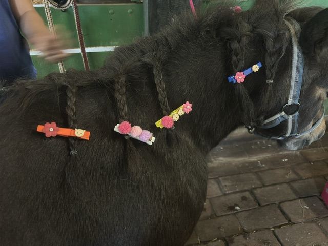 Pony mit geflochtenen Zöpfen und bunten Haarspangen